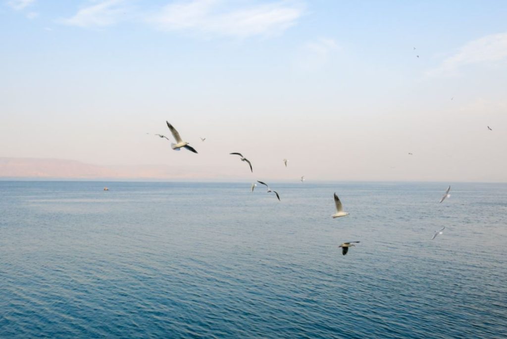 בדק בית בטבריה: צילום של ציפורים חגות מעל הכנרת